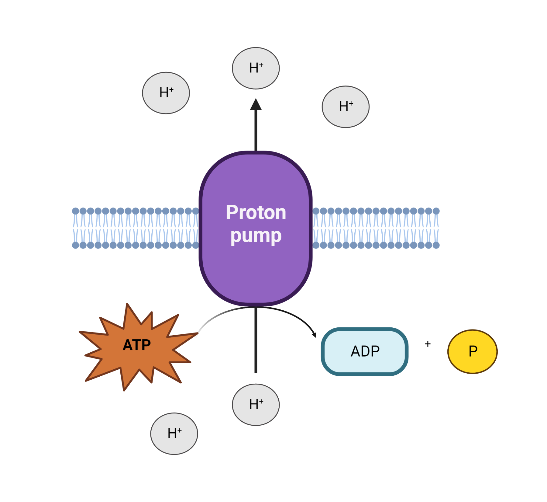 Cell/Cytoplasmic Membrane Potential Activity & Analysis AAT Bioquest